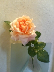 �t���[��