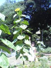 �t���[��