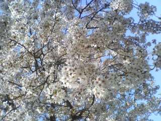 �t���[��